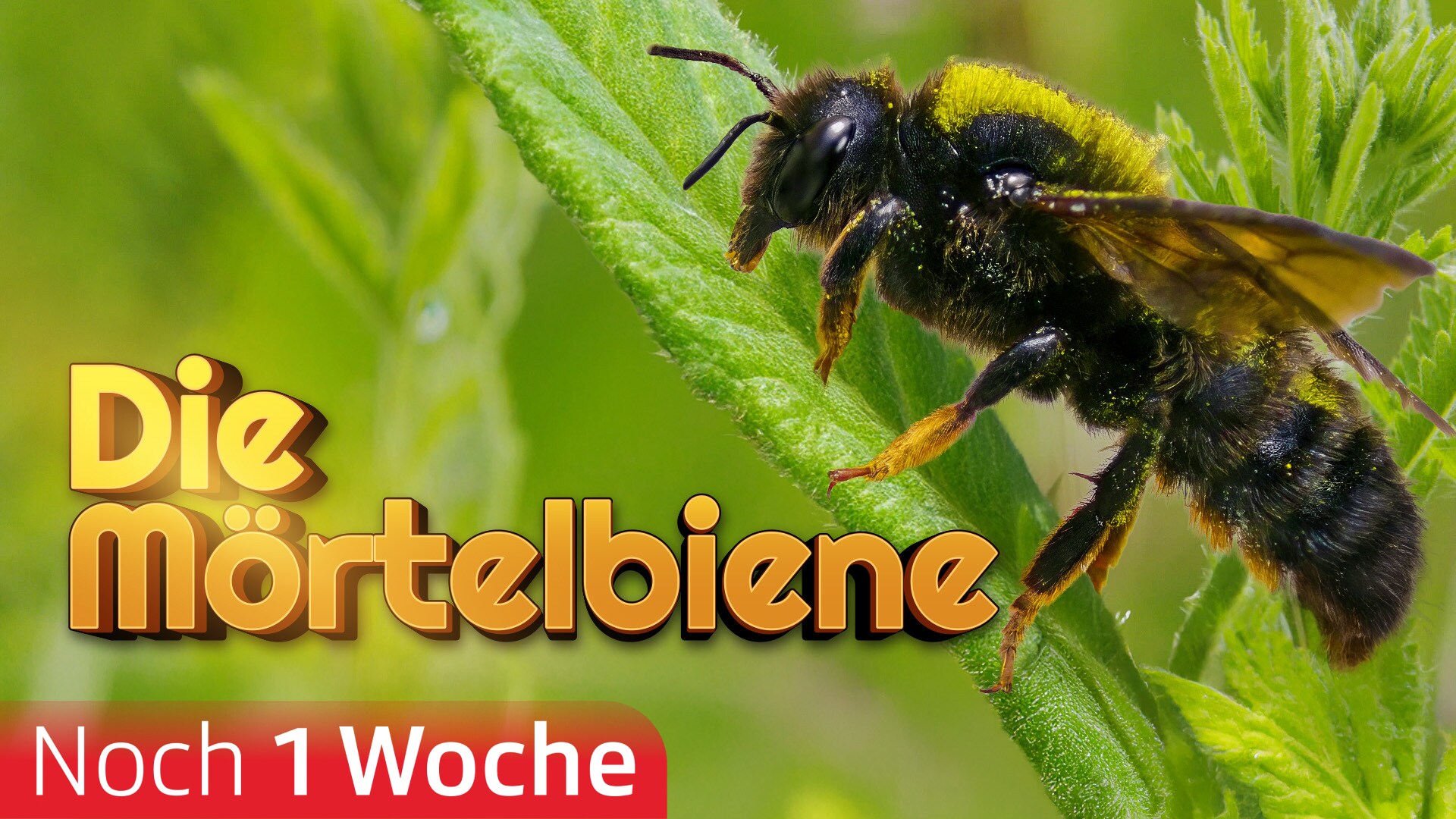 Die Mörtelbiene