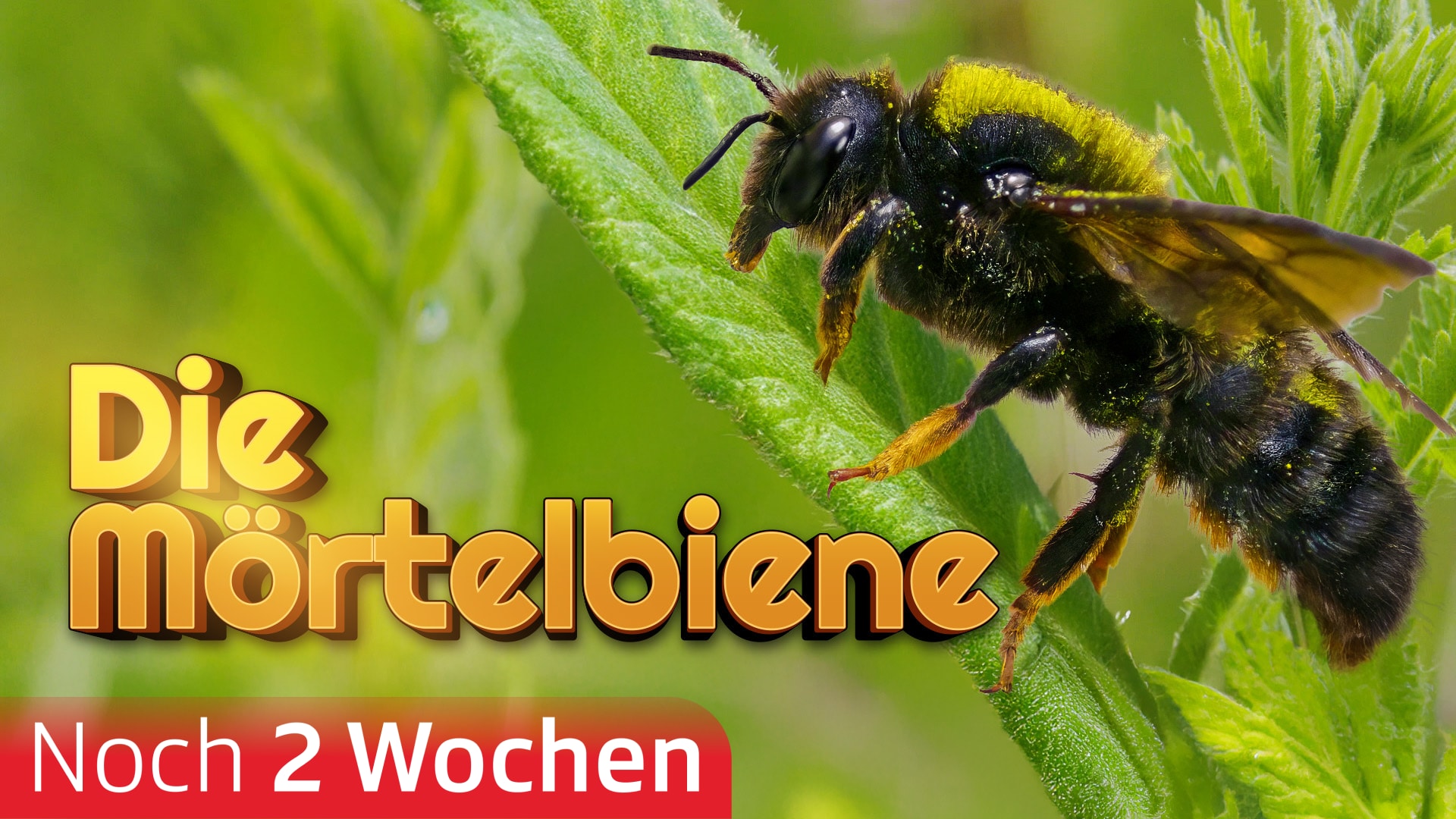 Die Mörtelbiene