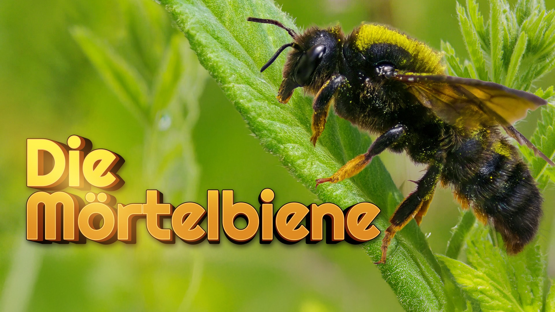 Die Mörtelbiene