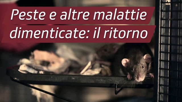 Peste e altre malattie dimenticate: il ritorno