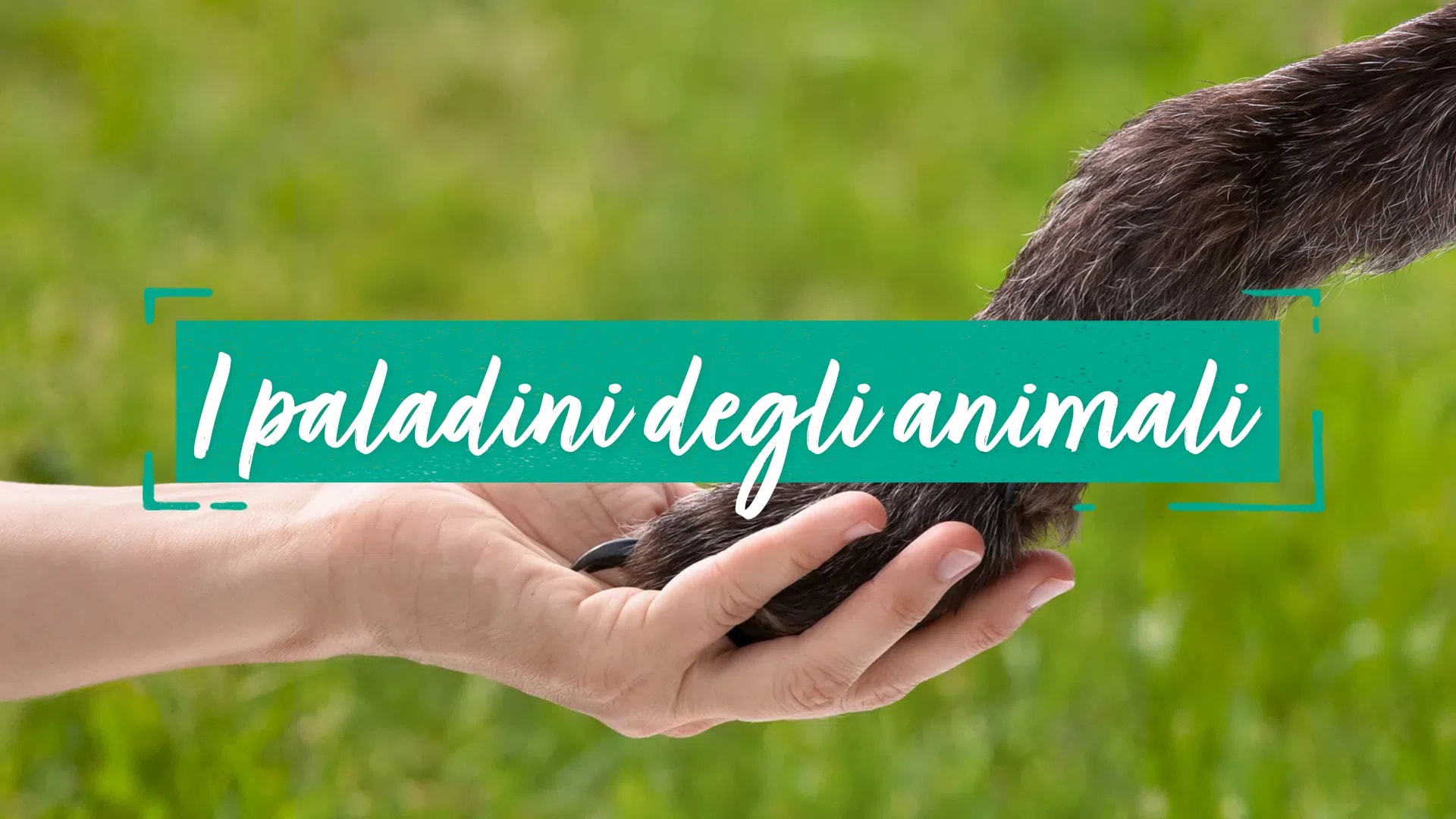 I paladini degli animali