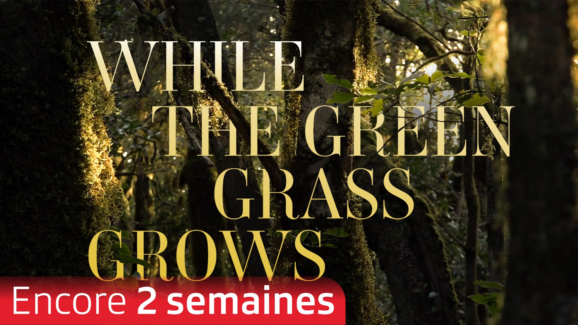 While the Green Gras Grows