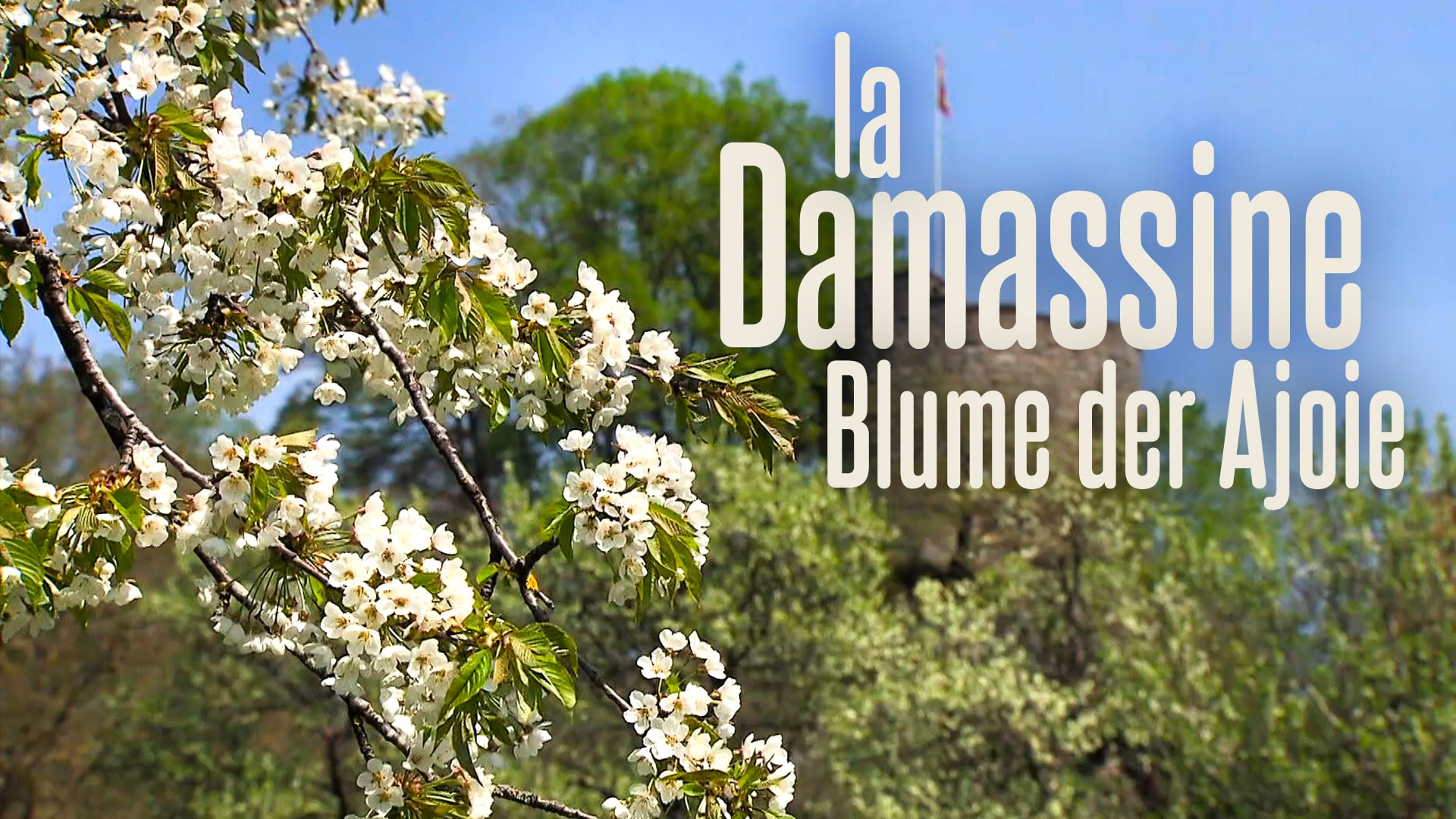 La Damassine, Blume der Ajoie