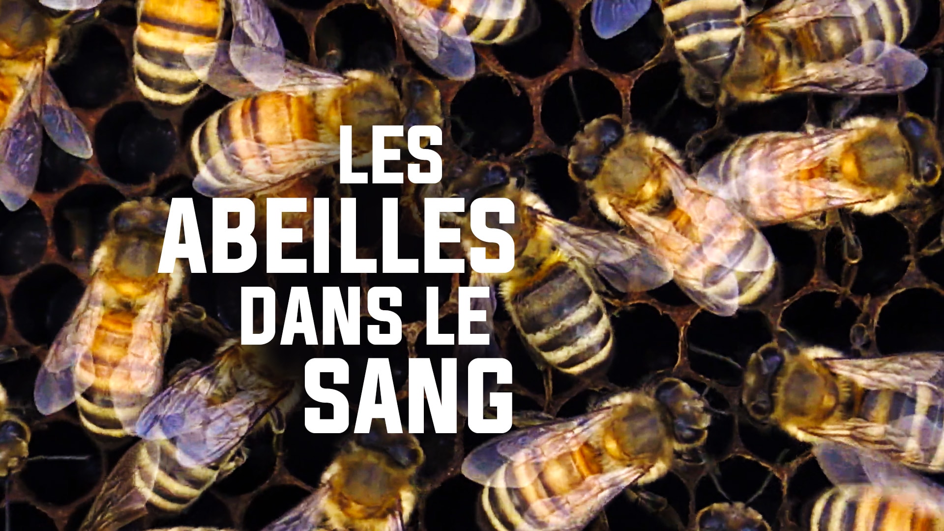 Des abeilles dans le sang