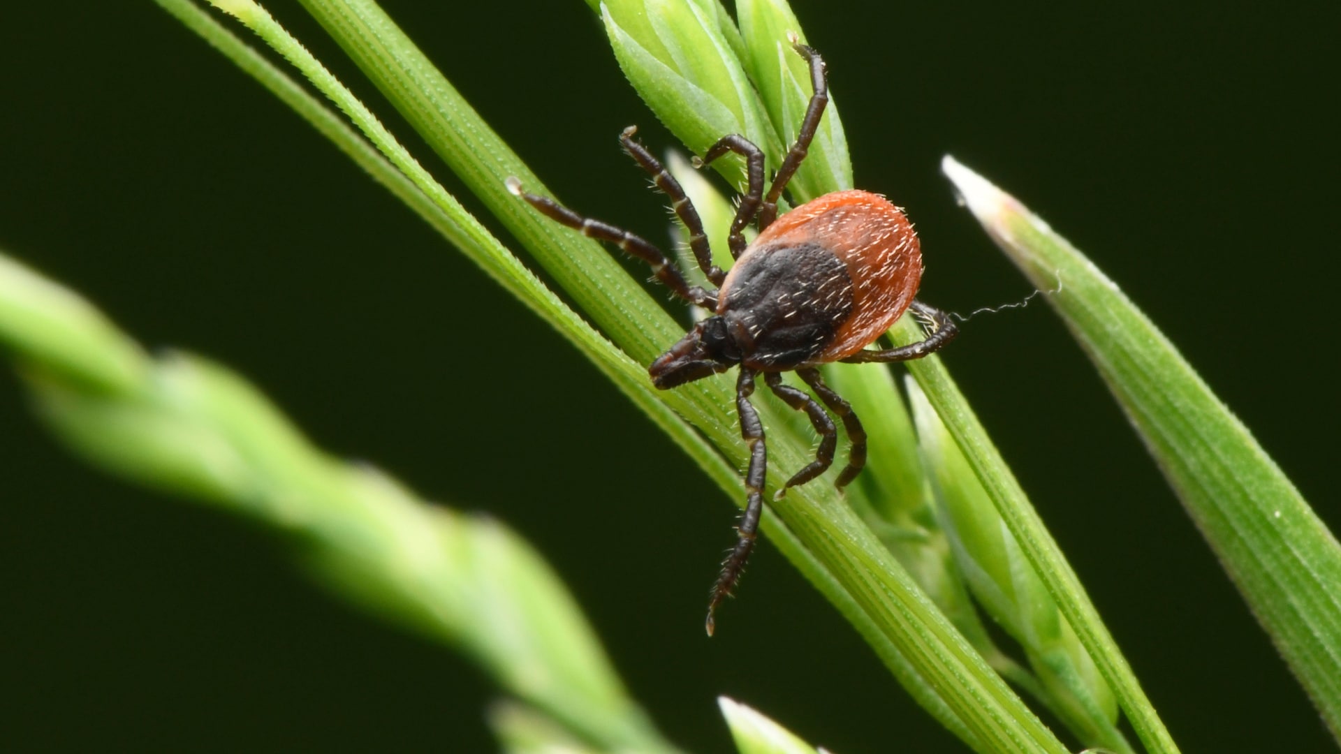 Zecken, Schaben und Co.: Die unzerstörbarsten Krabbeltiere