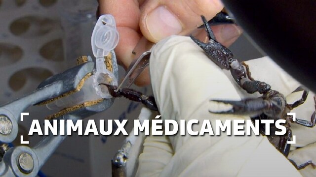 Animaux médicaments