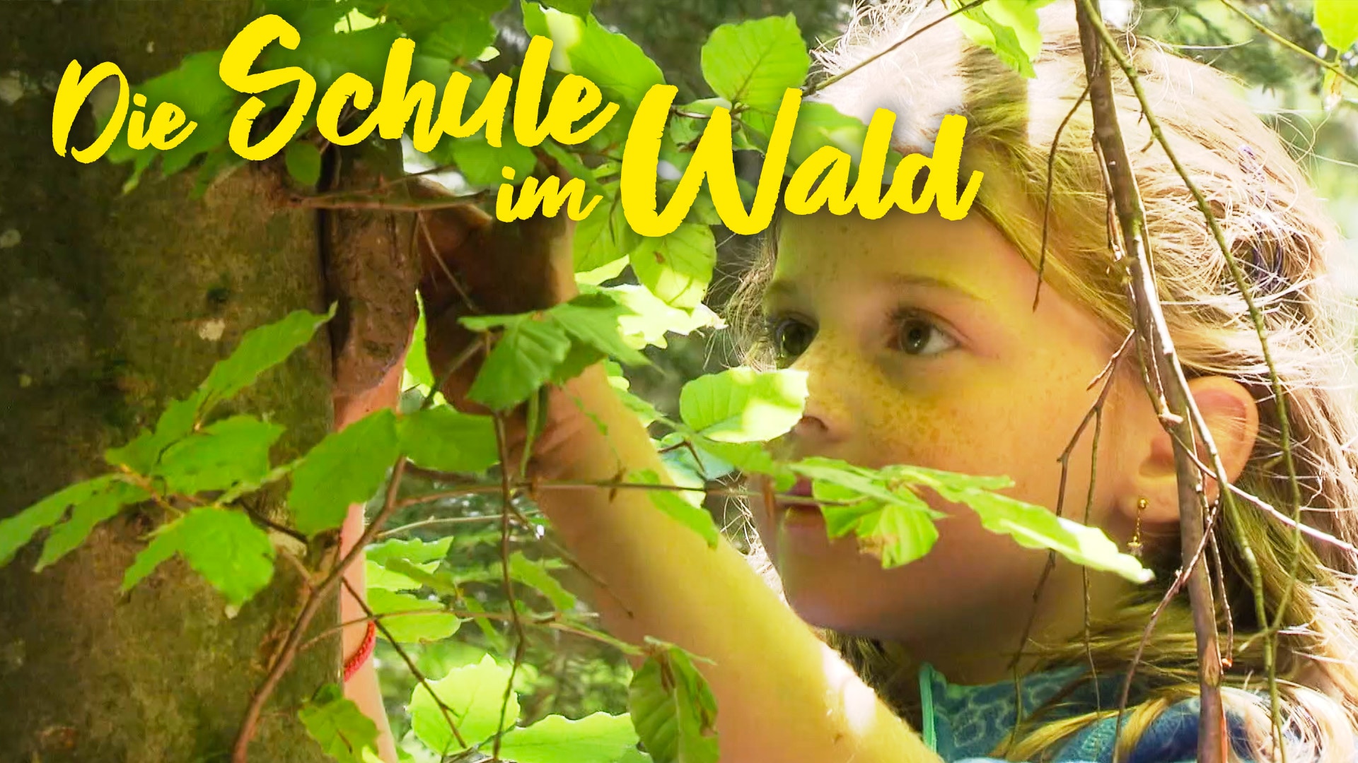 Die Schule im Wald