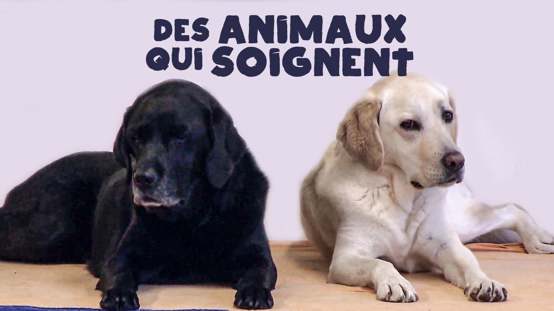 Des animaux qui soignent