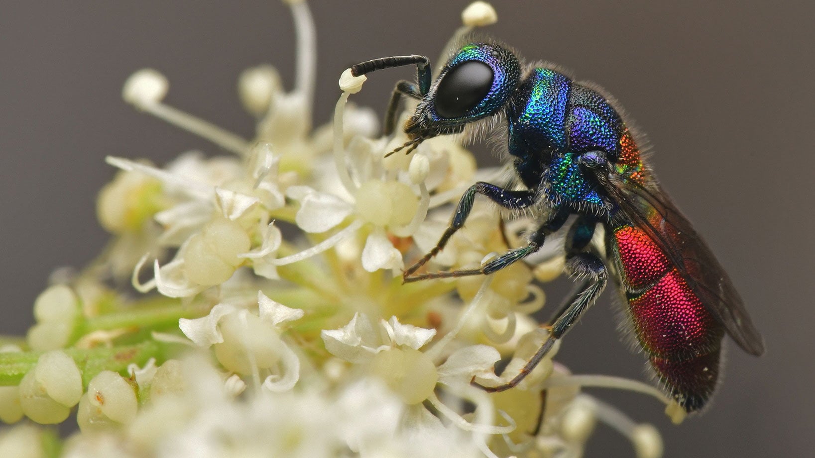 So farbig können Insekten aus der Schweiz sein