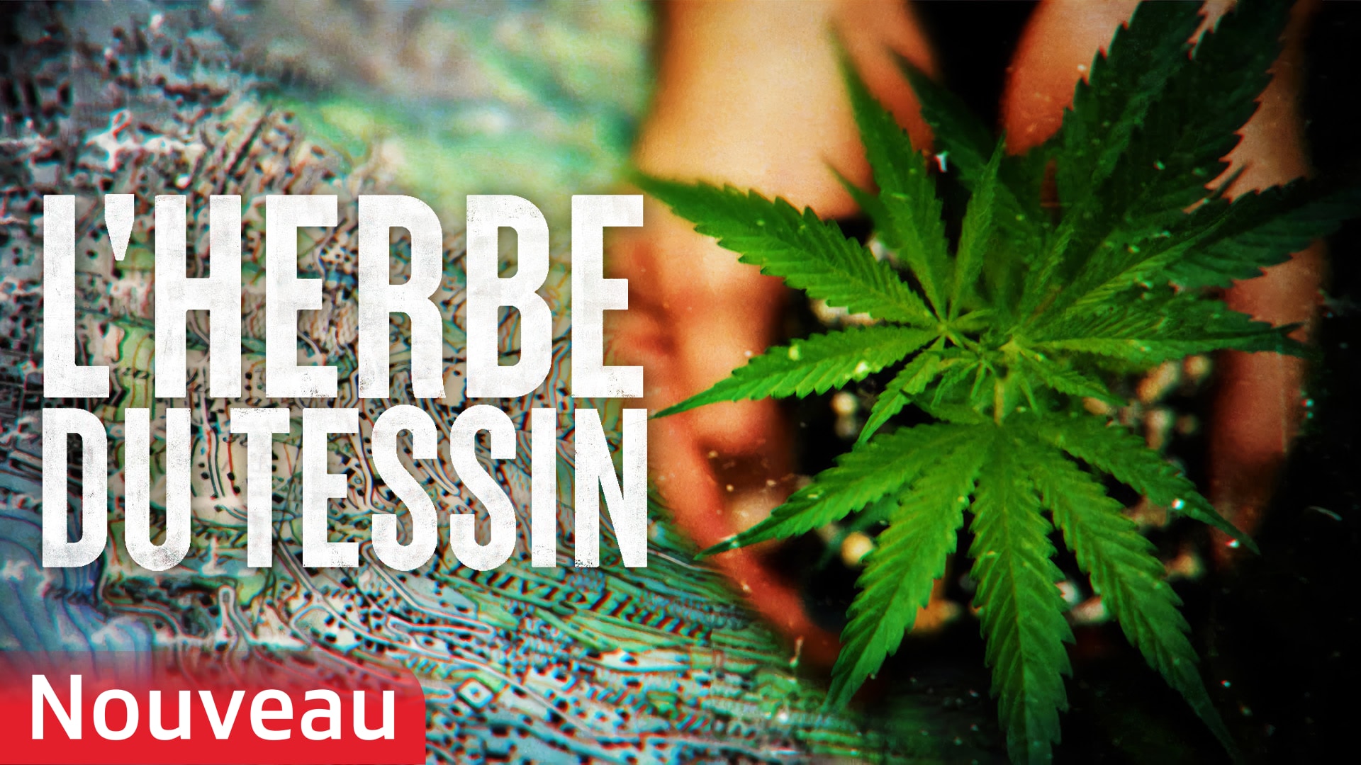 L'herbe folle du Tessin