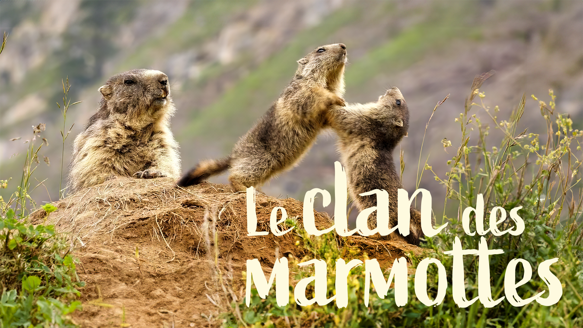 Le clan des marmottes