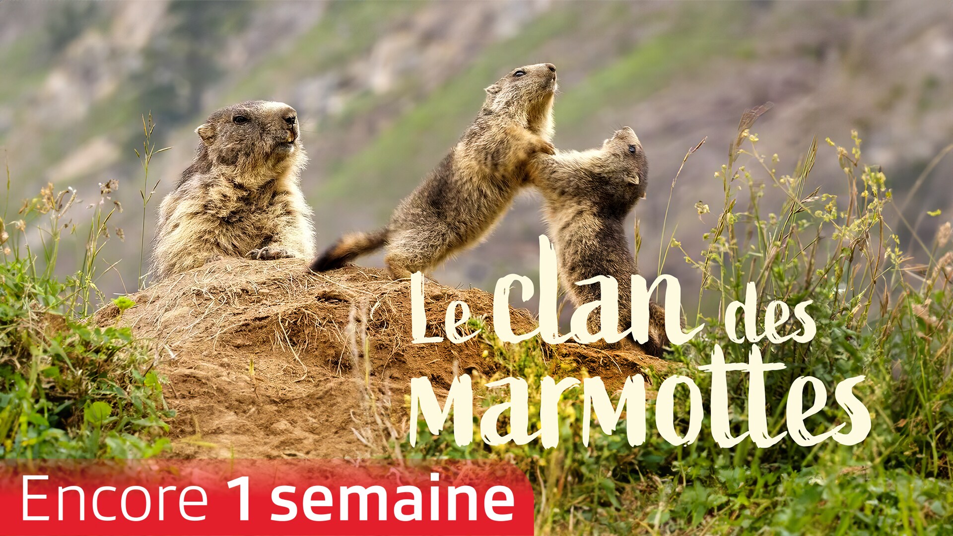 Le clan des marmottes