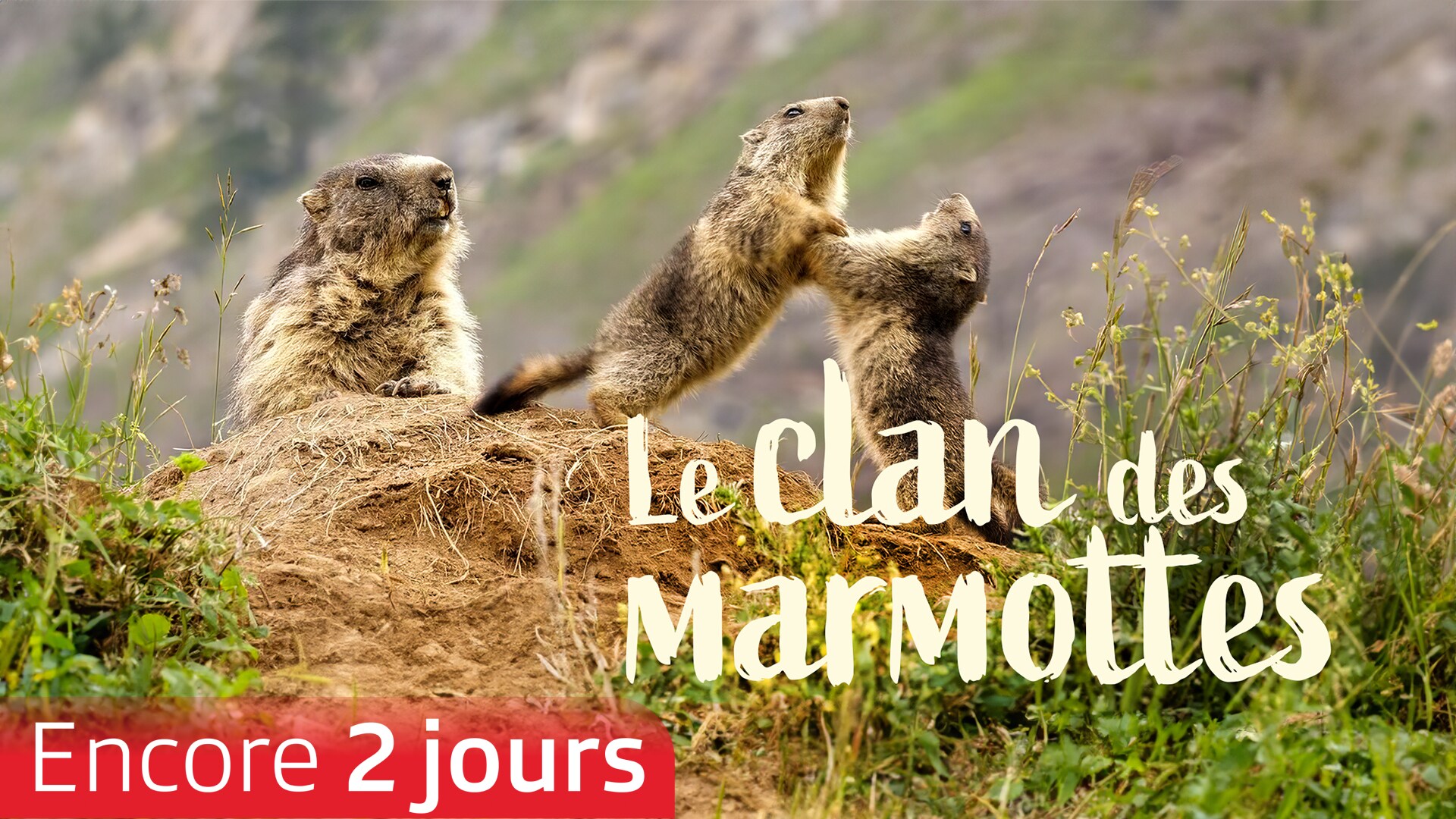 Le clan des marmottes
