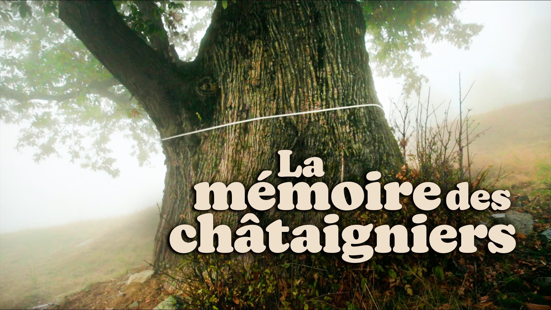 La mémoire des châtaigniers