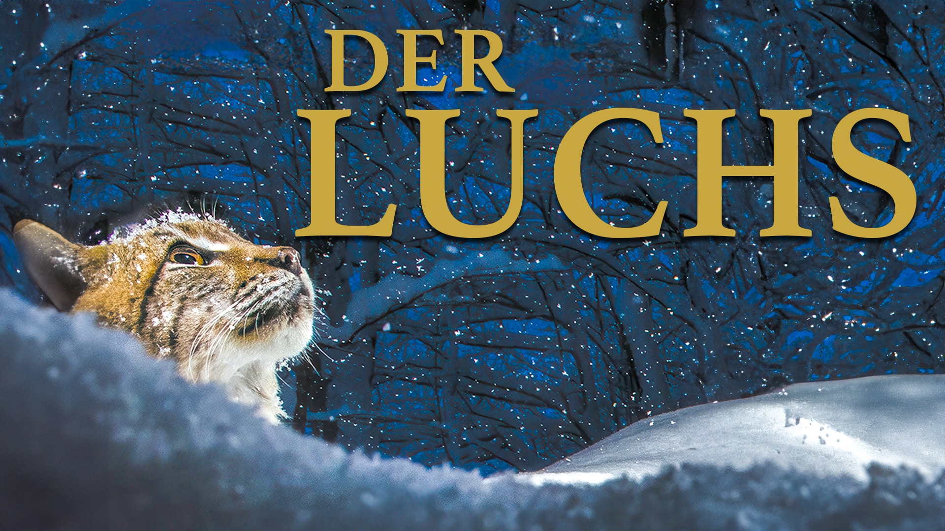 Der Luchs