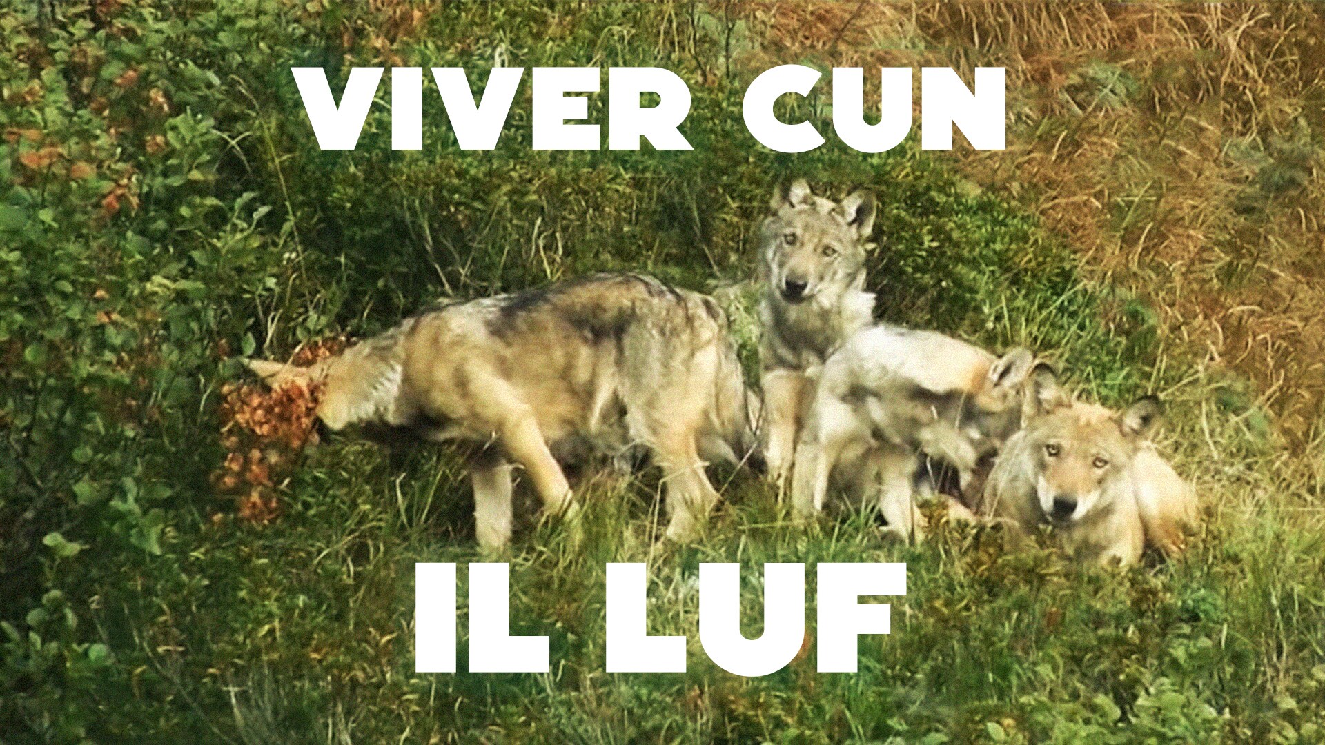 Viver cun il luf