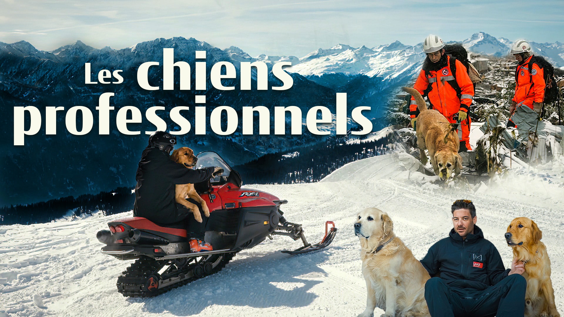 Les chiens professionnels