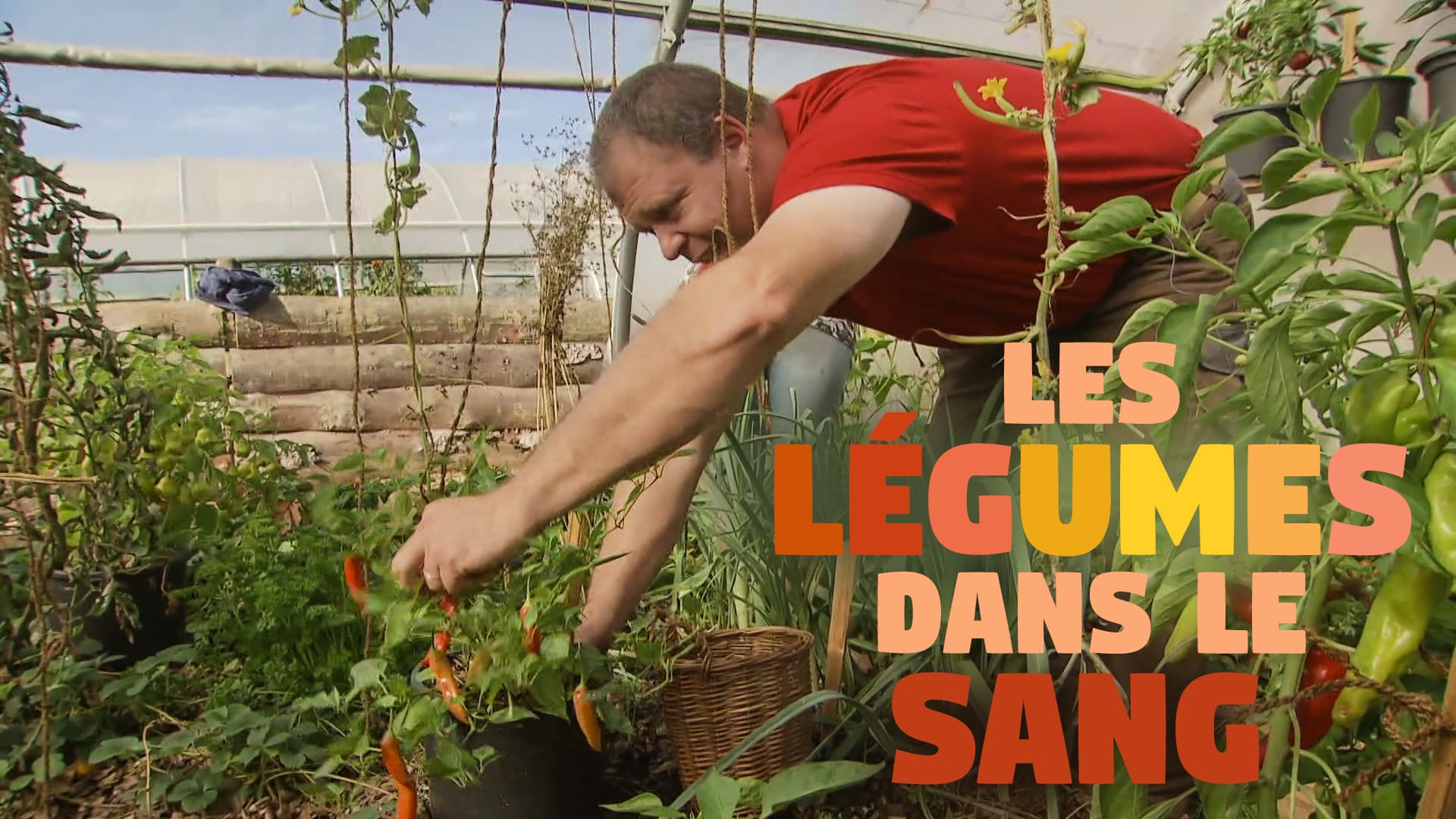 Les légumes dans le sang