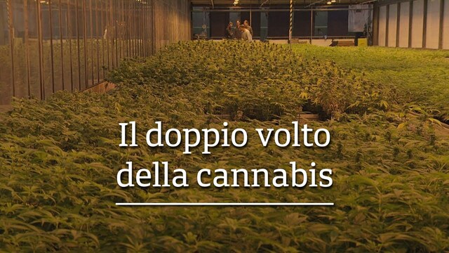 Il doppio volto della cannabis