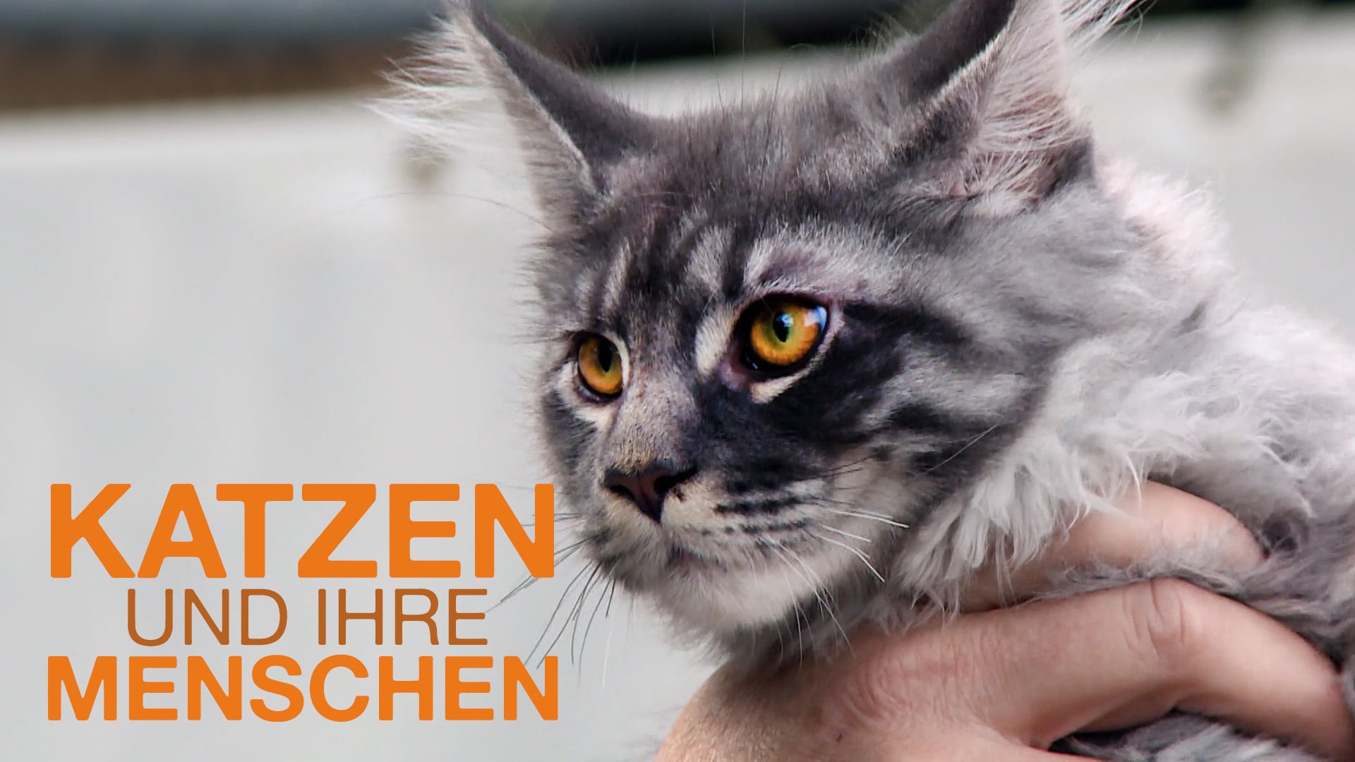 Katzen und ihre Menschen