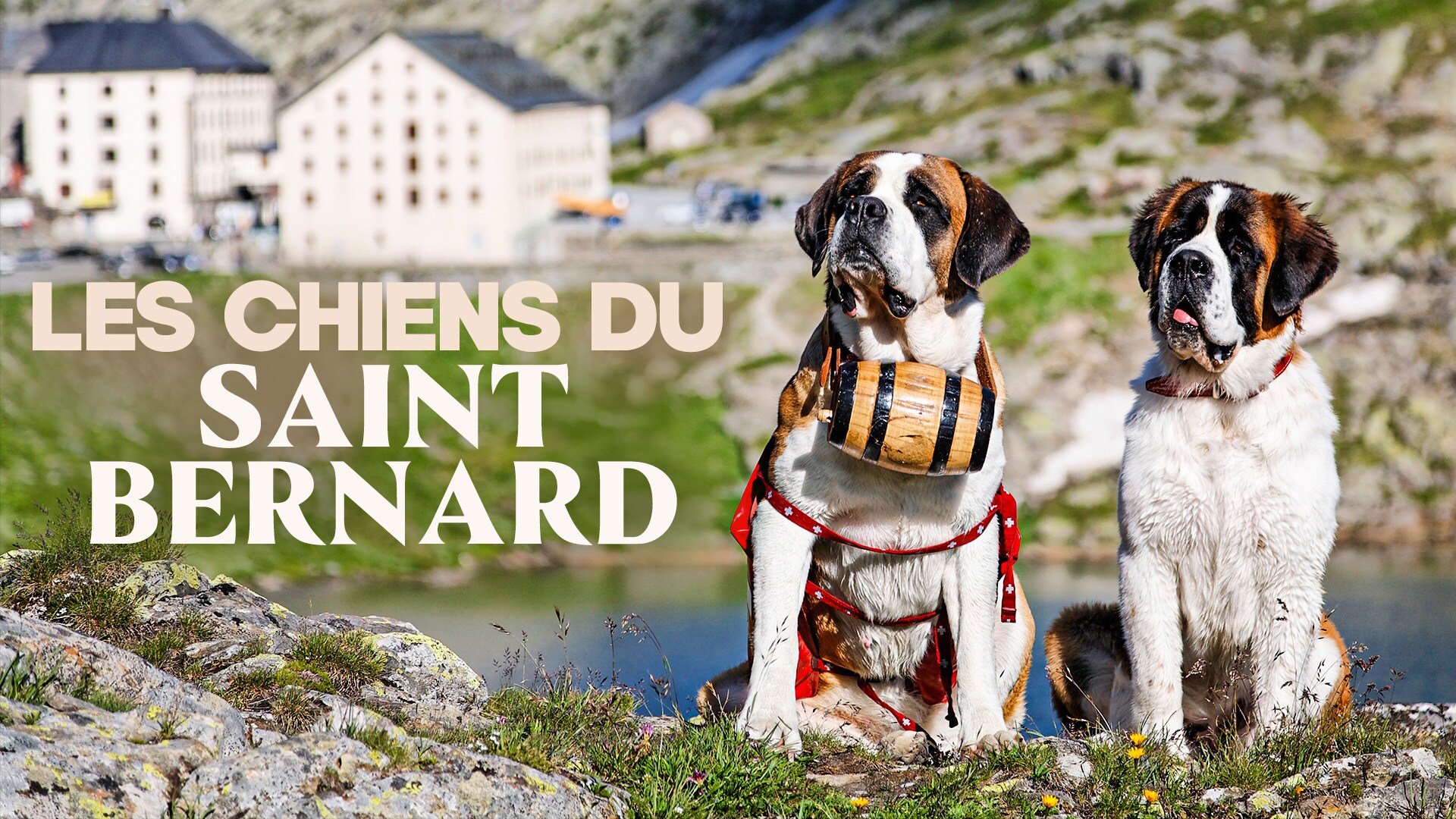 Les chiens du Saint-Bernard