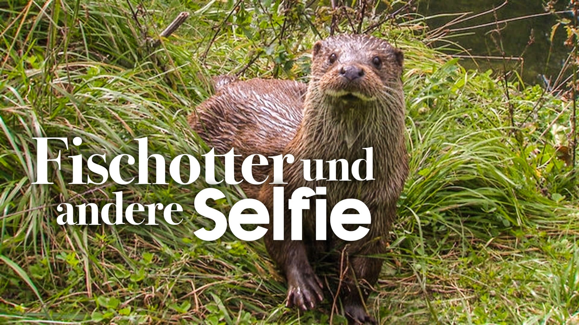 Fischotter und andere Selfies