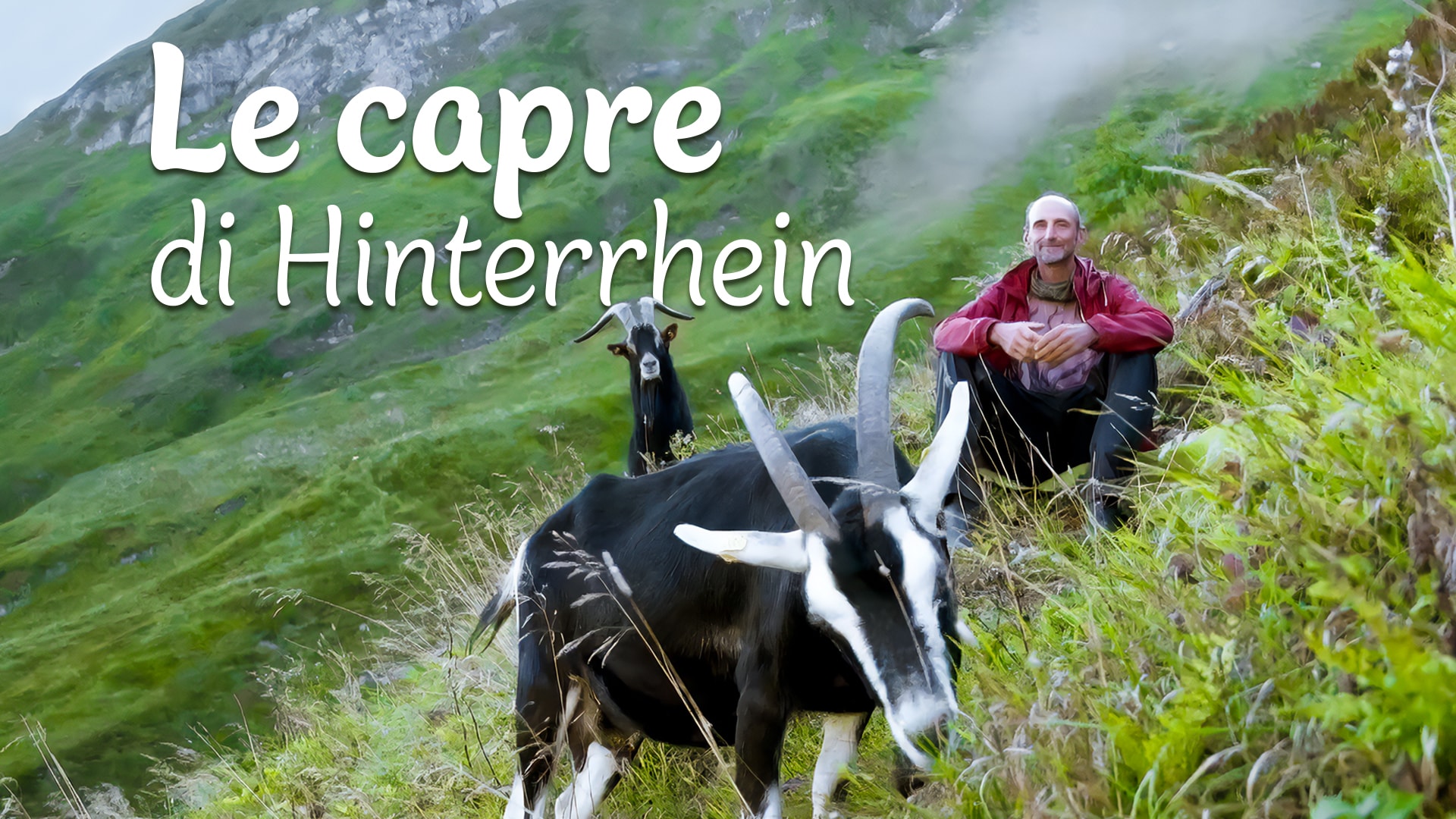 Le capre di Hinterrhein