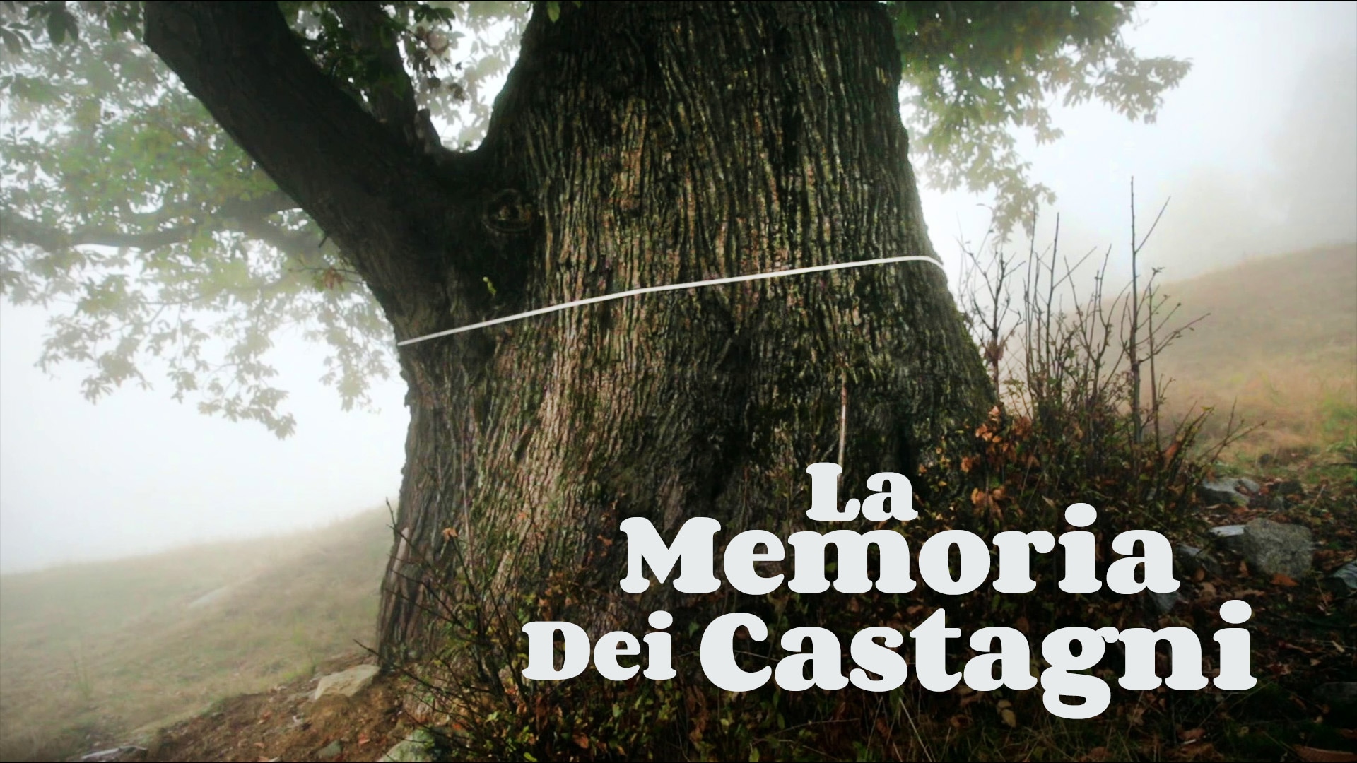 La memoria dei castagni