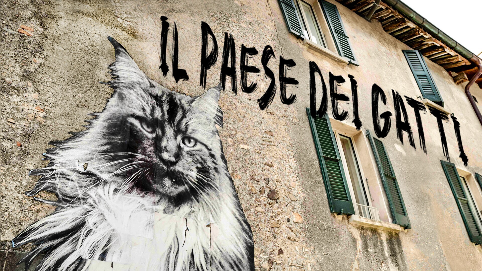 Il paese dei gatti