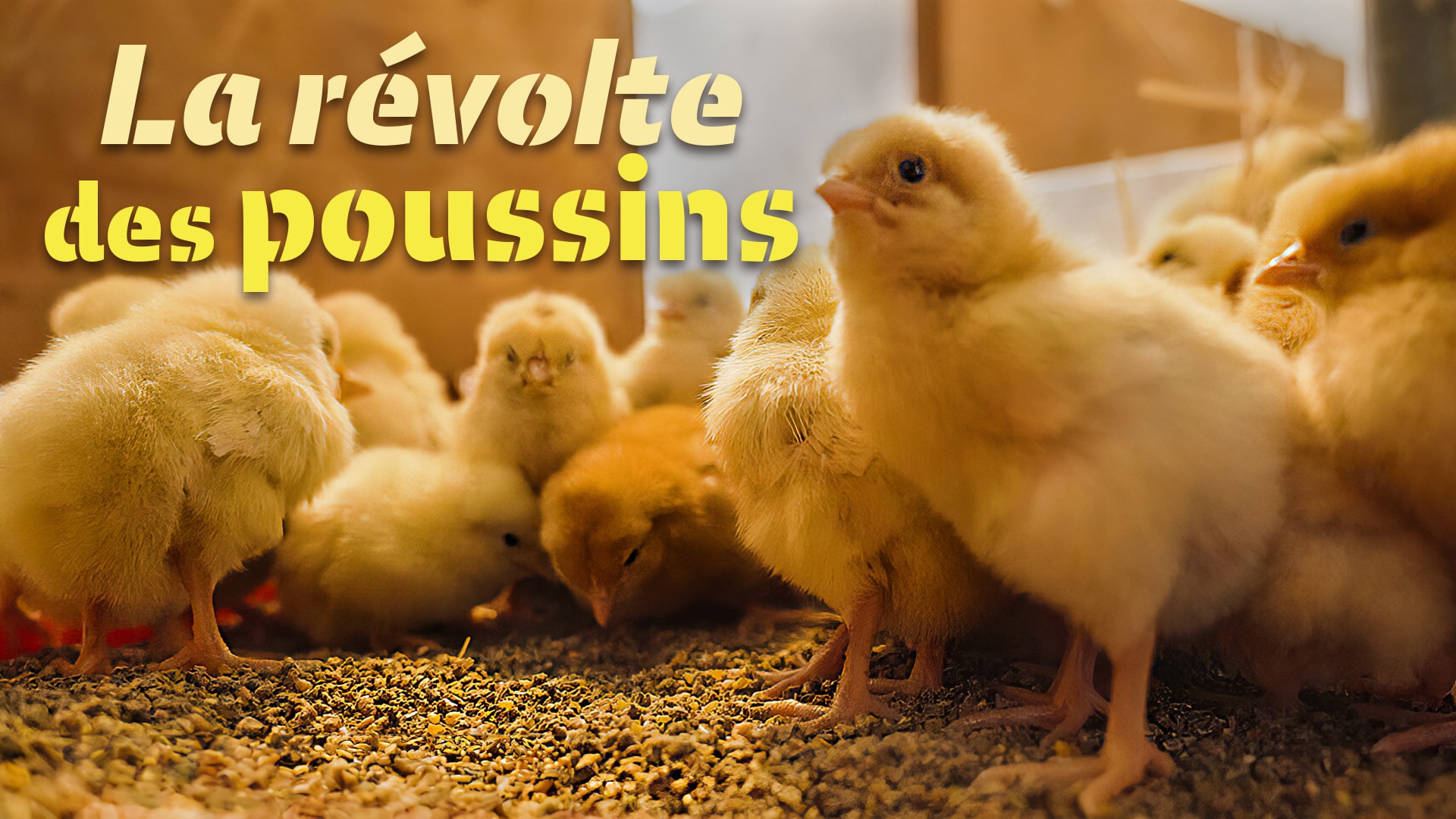 La révolte des poussins