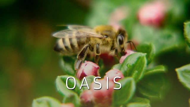 Oasis