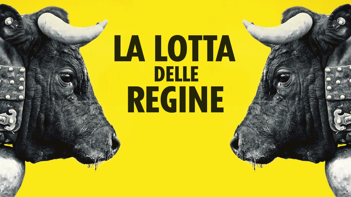 La lotta delle regine