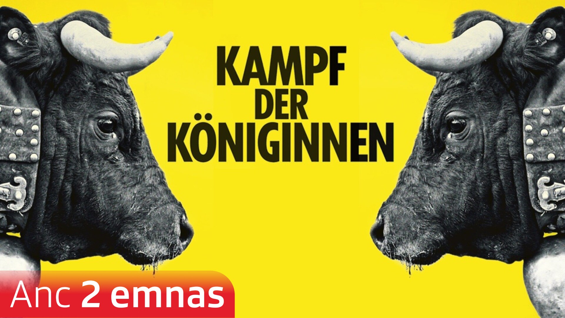 Kampf der Königinnen