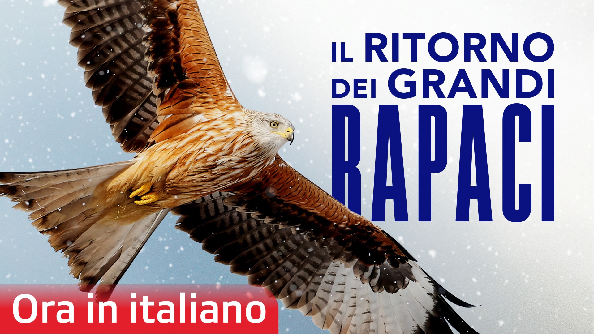 Il ritorno dei grandi rapaci