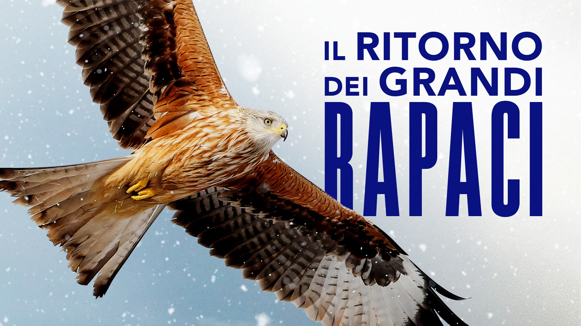 Il ritorno dei grandi rapaci