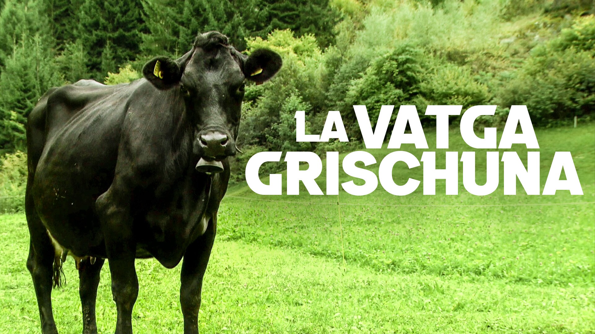 La vatga grischuna