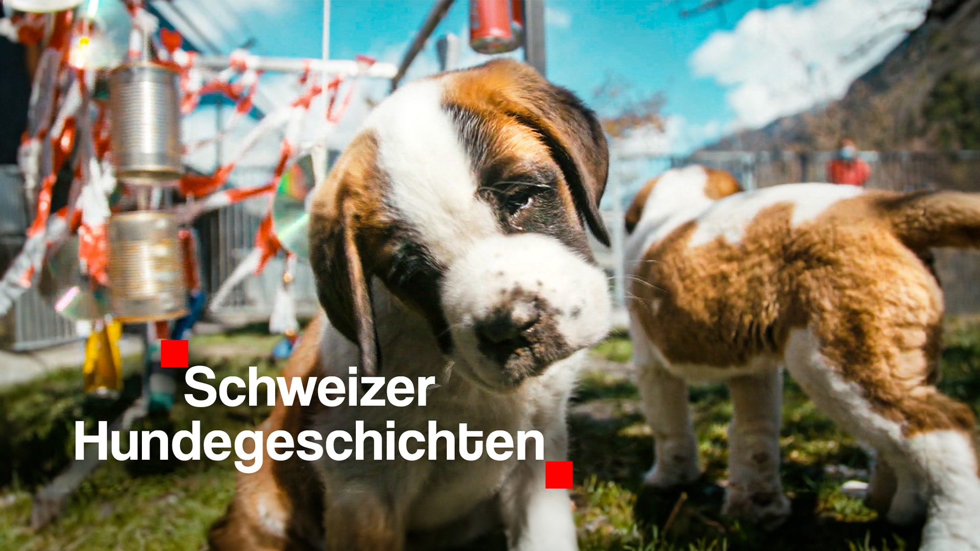 Schweizer Hundegeschichten