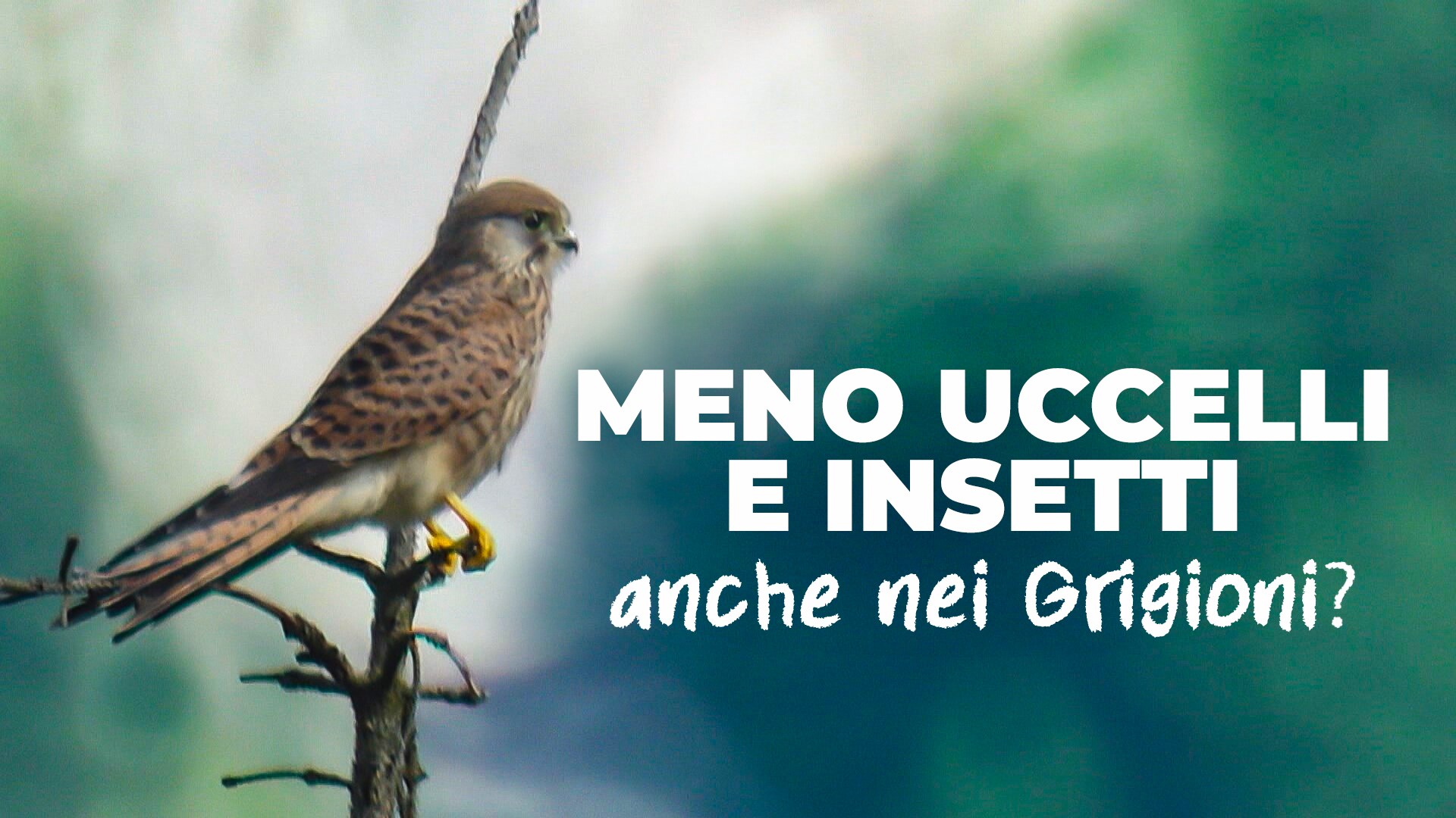 Meno uccelli e insetti anche nei Grigioni?