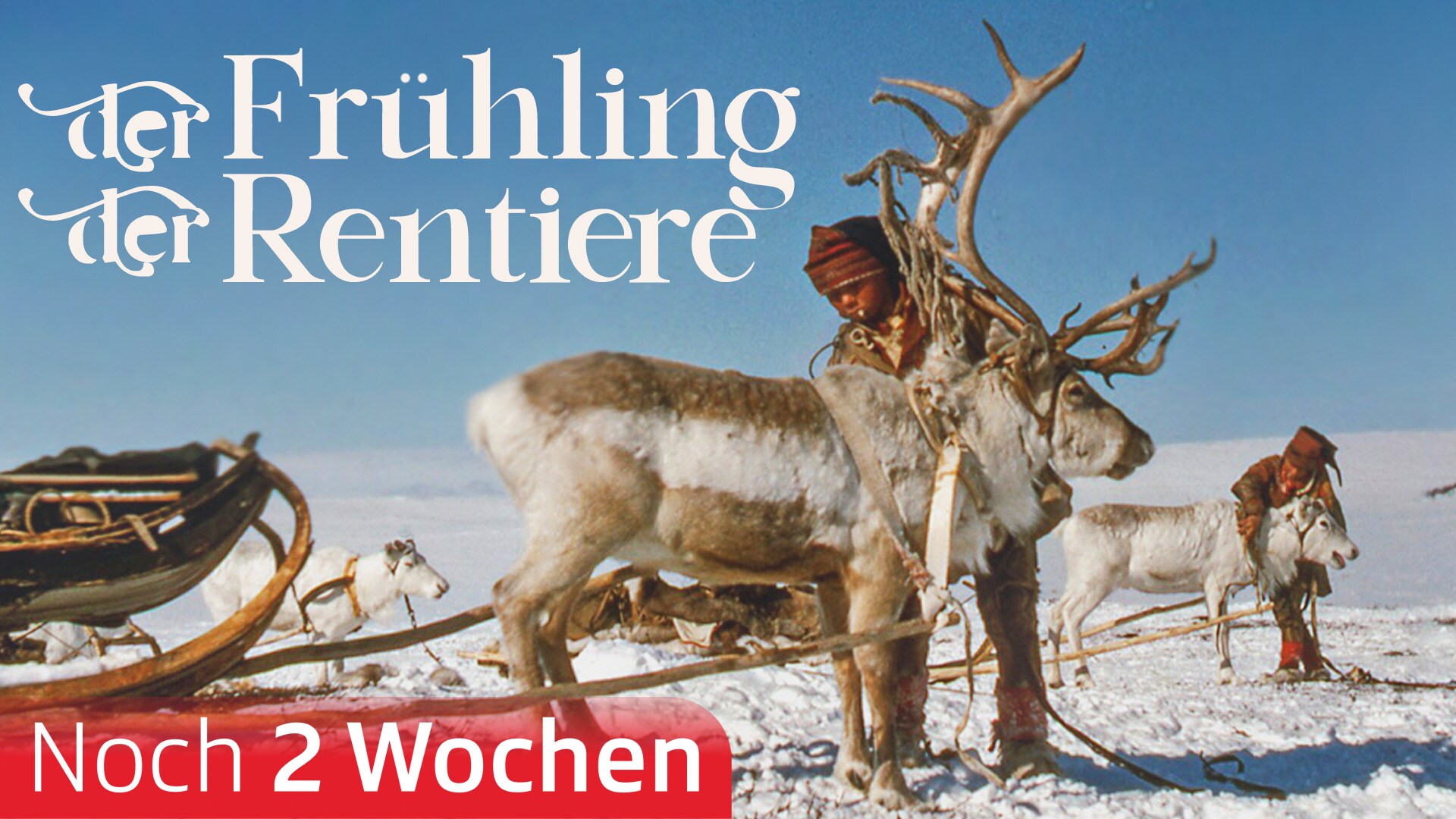 Der Frühling der Rentiere