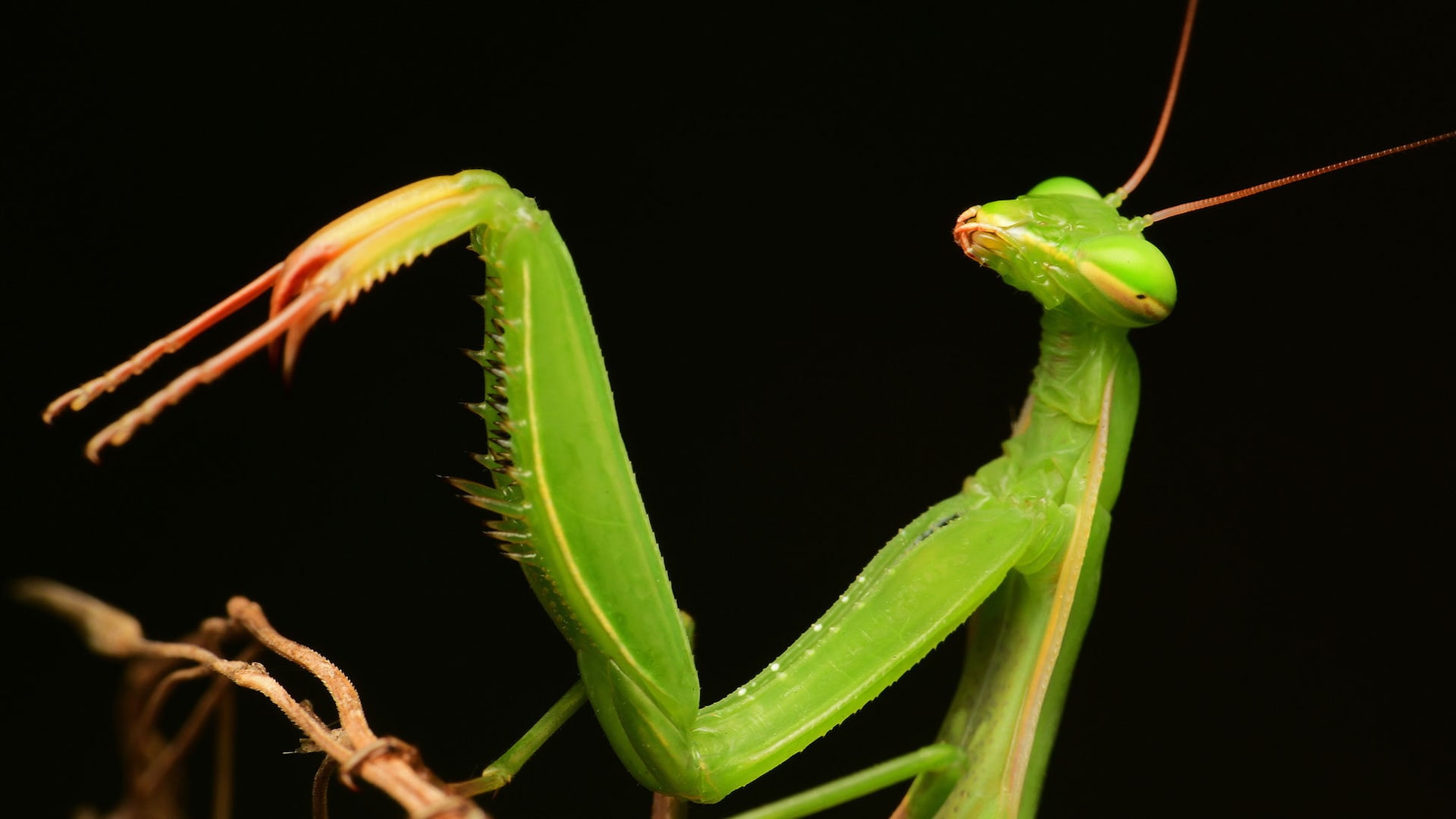 Bizarre Sexpraktiken: Das absurde Liebesleben von Insekten