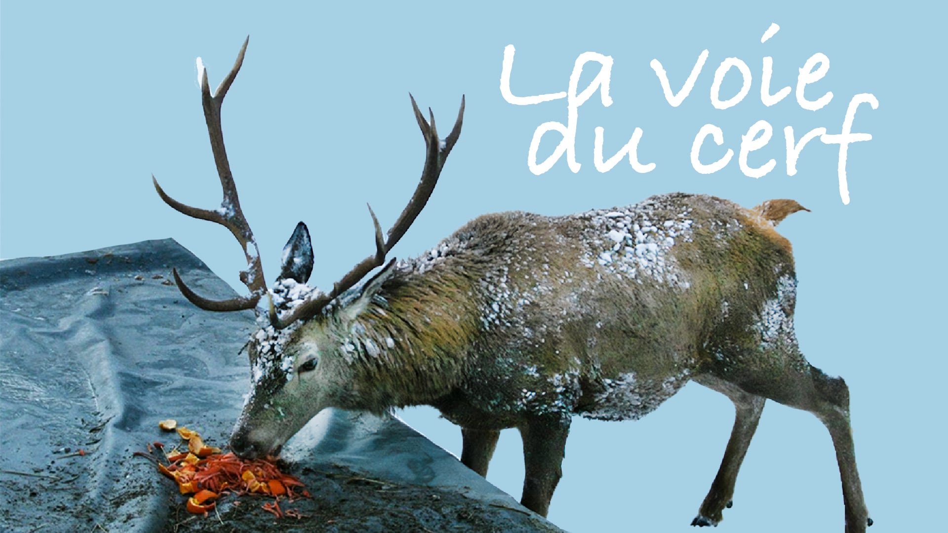 La voie du cerf