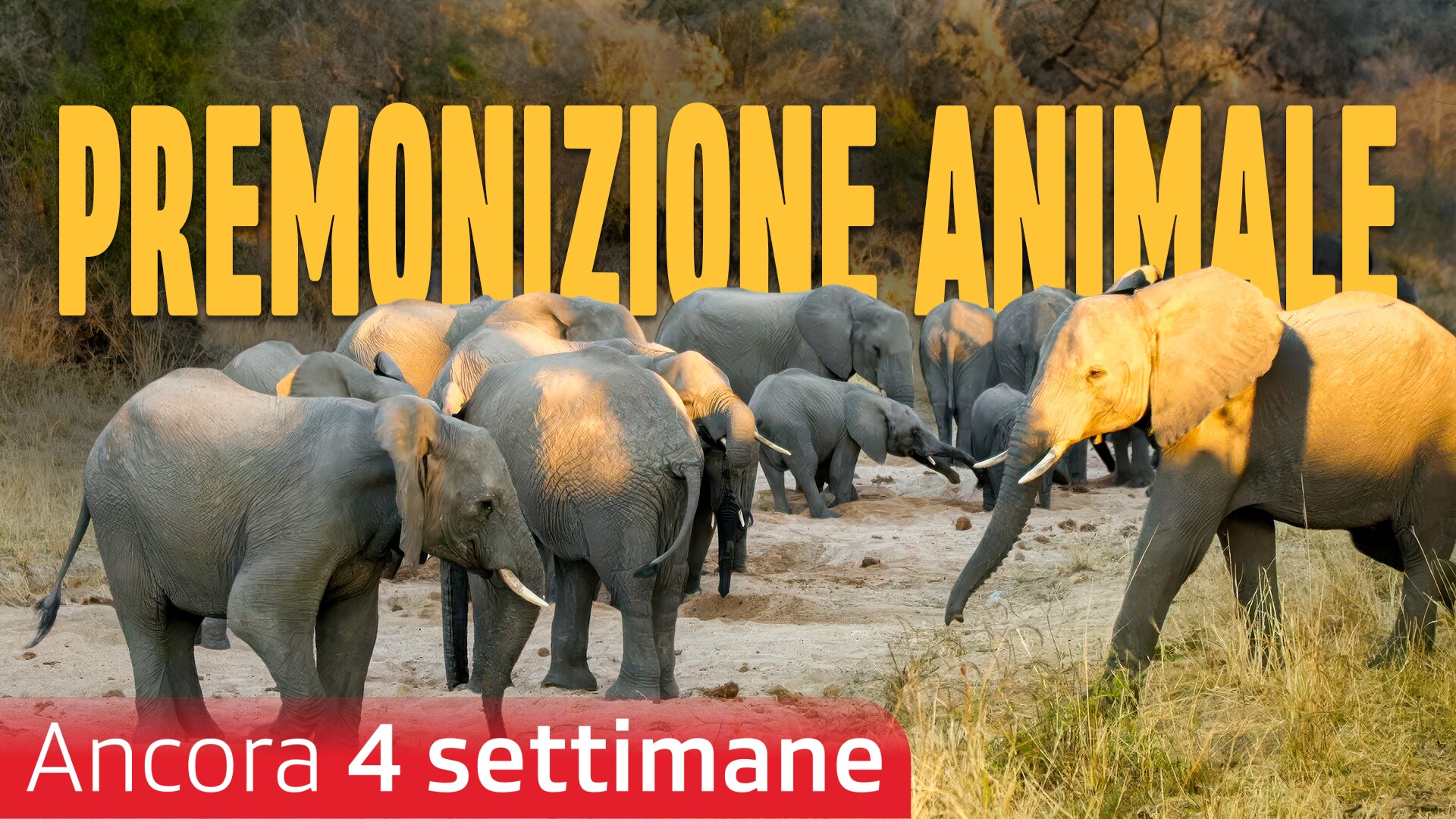 Premonizione animale