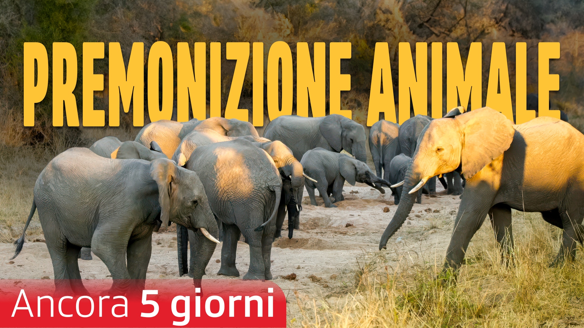 Premonizione animale