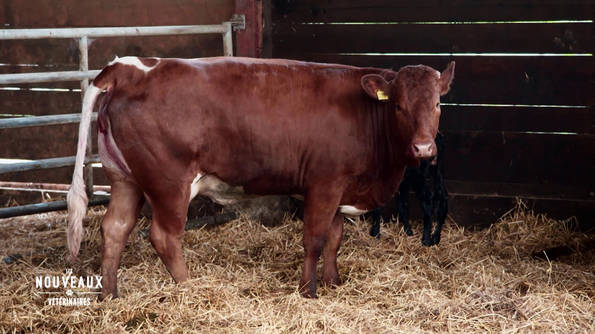 Césarienne acrobatique sur la vache Violette