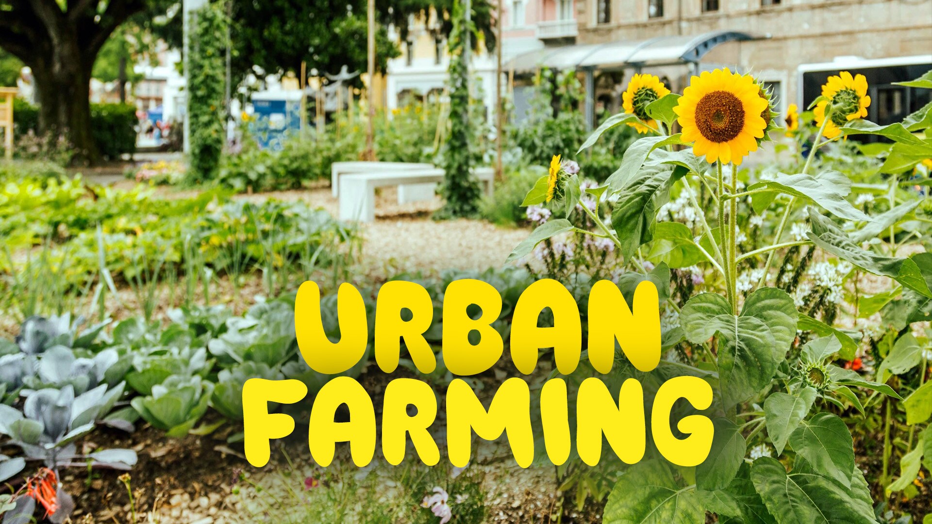 Urban farming