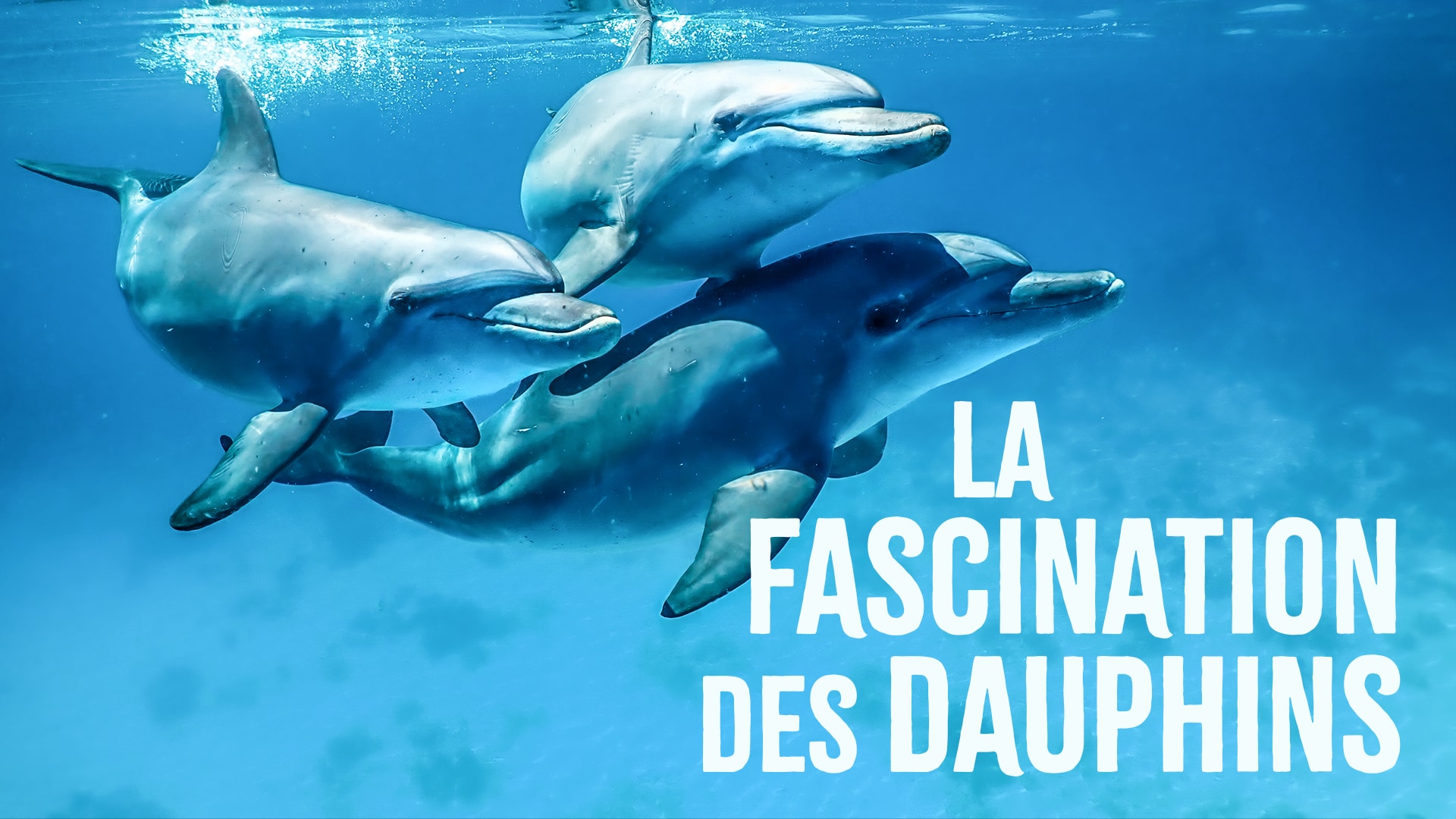La fascination des dauphins 