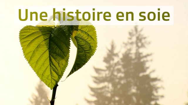 Une histoire en soie