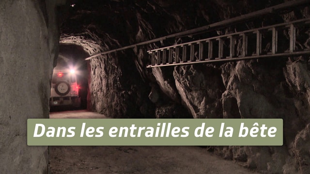 Dans les entrailles de la bête