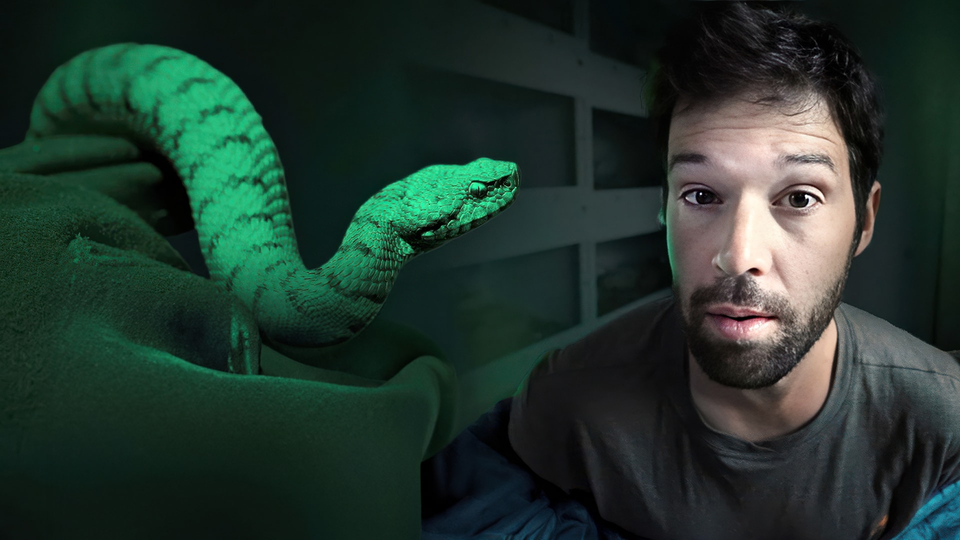 Nos serpents sont-ils si dangereux ?