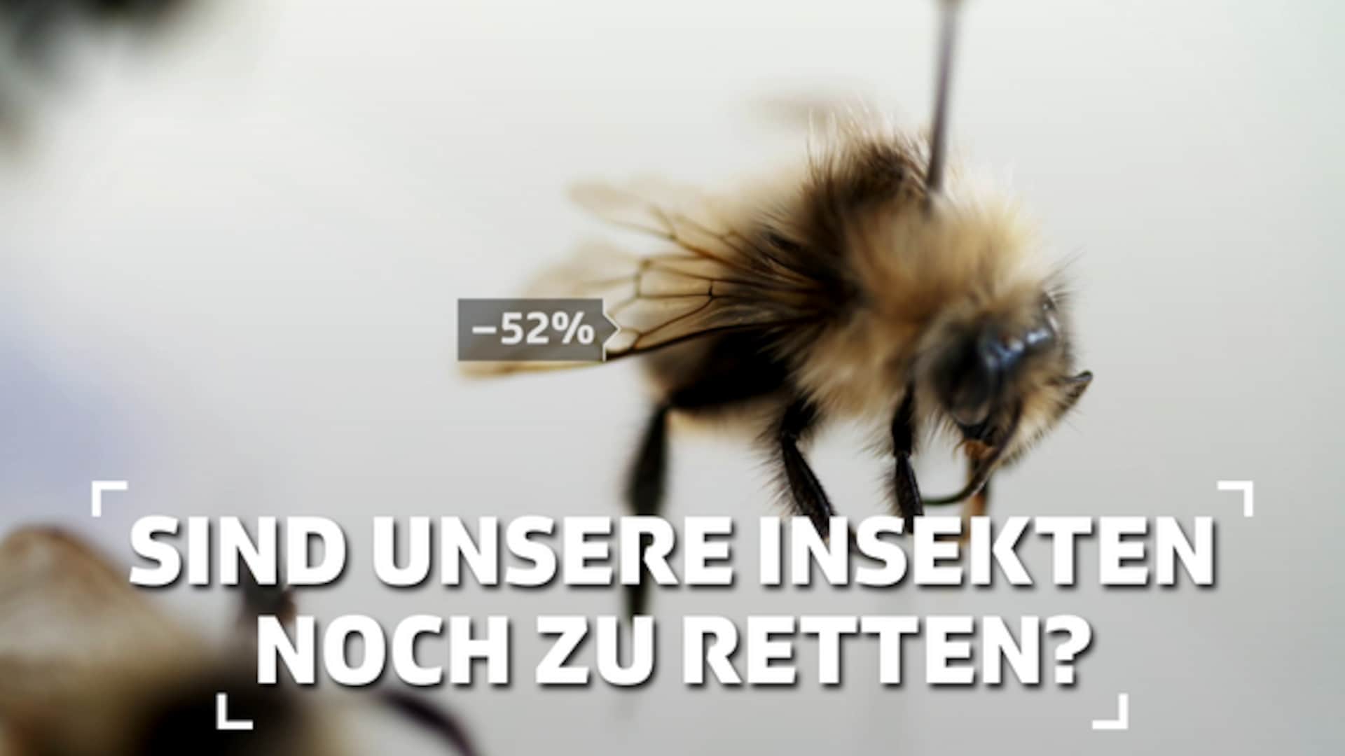 Sind unsere Insekten noch zu retten?